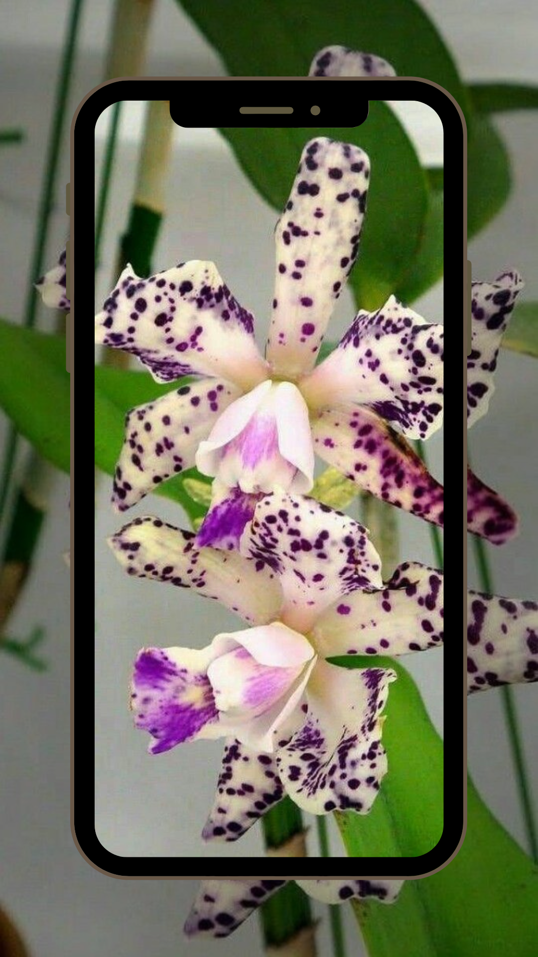 Orchids Wallpaper HD - App on the Amazon Appstore