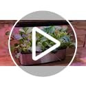 LetPot SE Hydroponics Growing System ( video from@Hoocho )