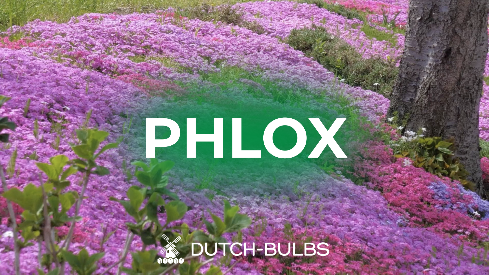 Bloomique - Set di 3 - Phlox 'Fabulous White' - Phlox - Resistente - Perenne - Fioritura bianca - Sempreverde - Altezza 10-20 cm - Vaso 9 cm