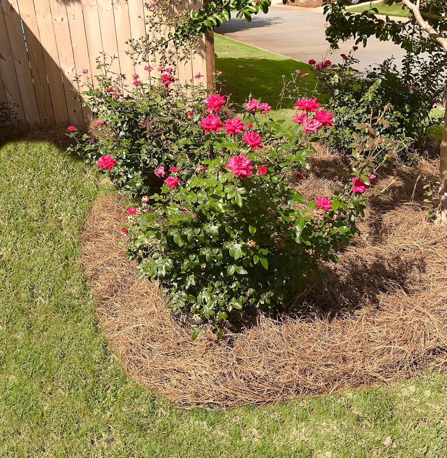 Long Needle Pine Straw Mulch - 100 Sqft Coverage 1 Set - Premium USA Harvested PineStraw for Landscaping, Weed Control, Moisture Retention & Erosion Control - USA Pinestraw