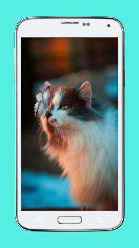 Catoona – vue 6