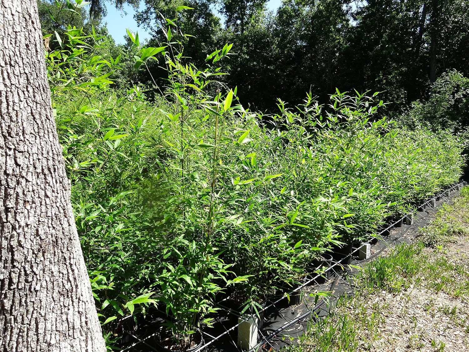 Oldhamii Giant Timber Clumping Bamboo Bambusa