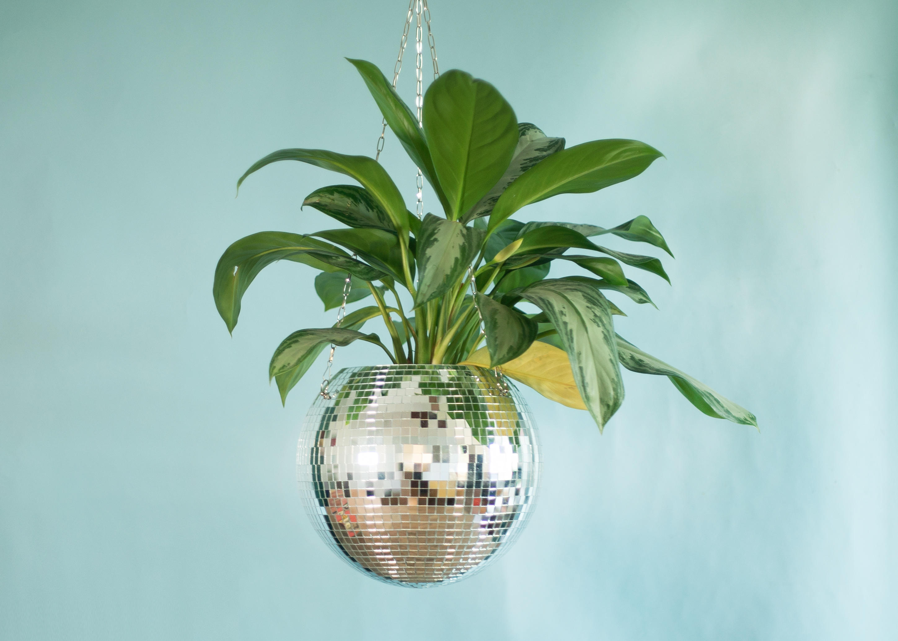 Amazon.com: DADO Disco Ball Planter - Disco Planter for Indoor