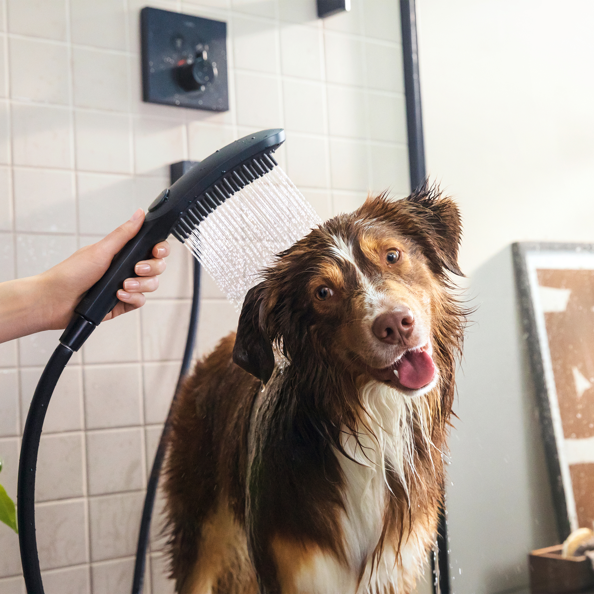 hansgrohe DogShower 150 3-Jet Handshower Bundle with Hose in Black