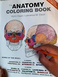 Anatomy Coloring Book, The: Amazon.co.uk: Kapit, Wynn, Elson, Lawrence