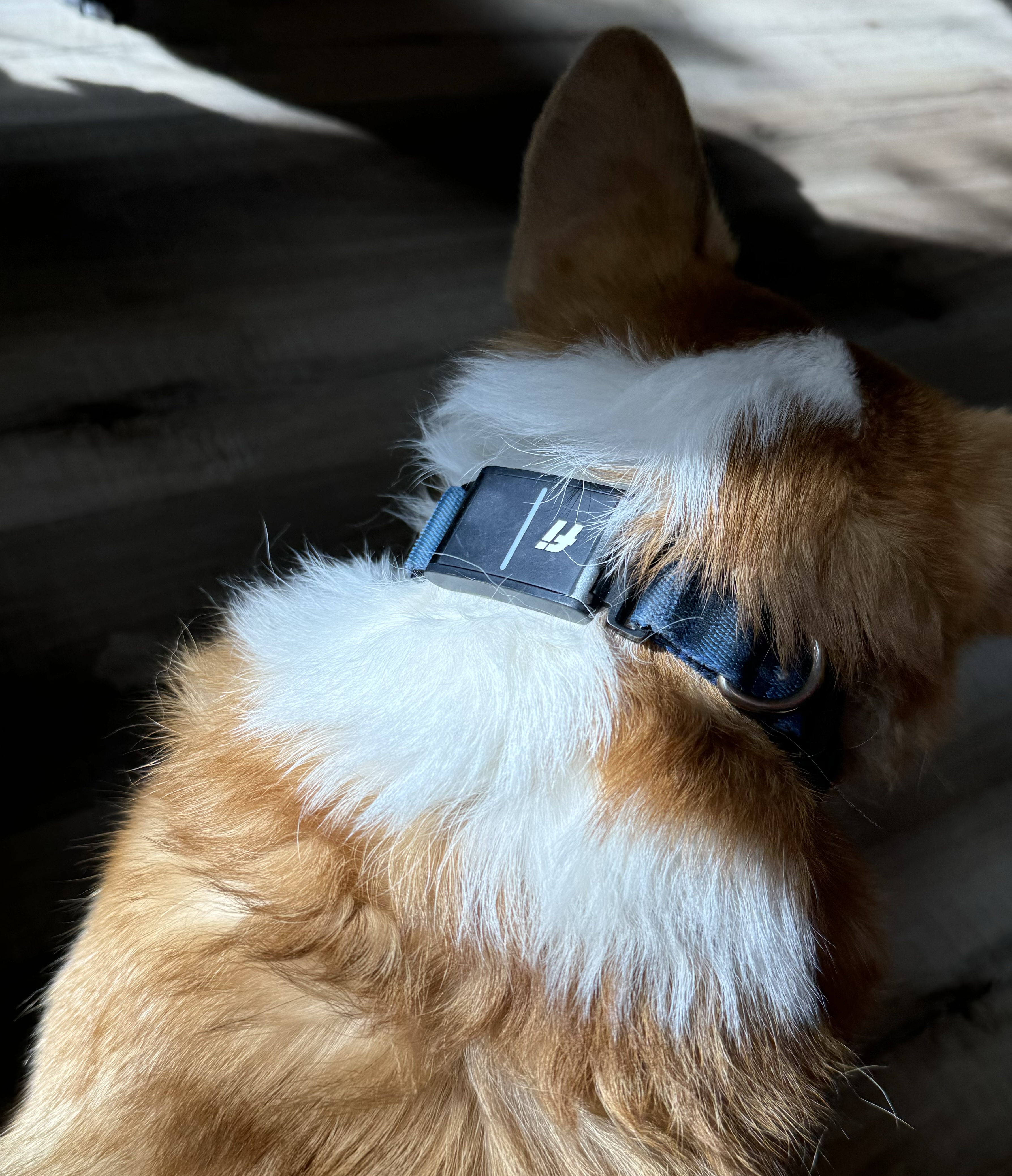 Fi Collar Light Not Working? Quick Fixes and Troubleshooting Tips