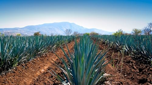 Tequila Aficionado Media