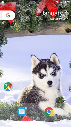 Husky Pup Wallpapers HD