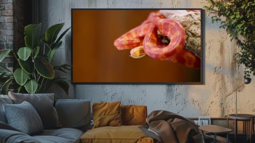 Musique d'ambiance relaxante - Gros plan sur un serpent mystérieux – vue 4