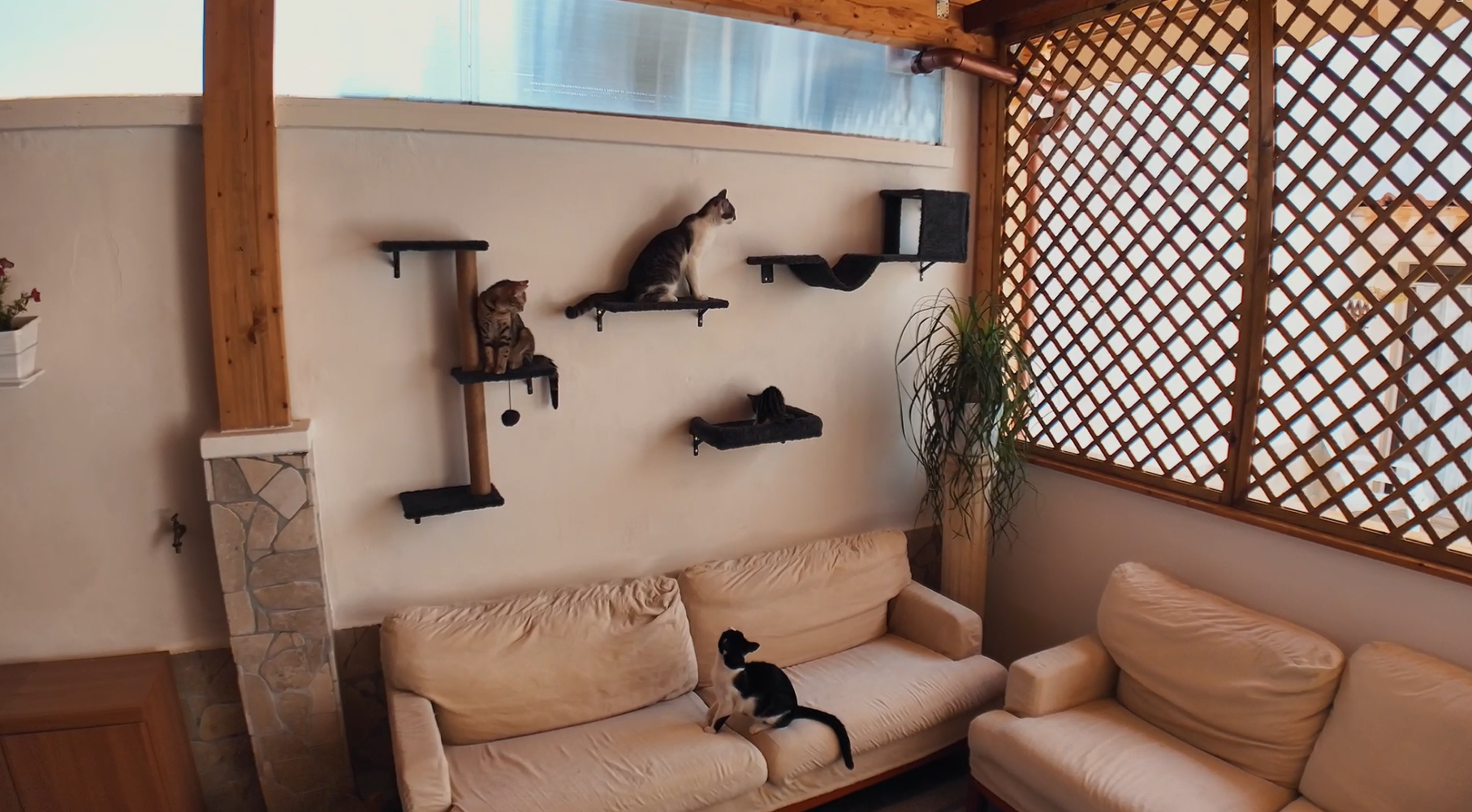 Amazon.com : FUKUMARU Cat Wall Shelves, Stable & Safe 5 in 1 Cat