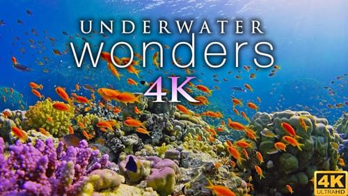 4K Underwater Wonders - Música relaxante - Recifes de coral e vida marinha colorida em UHD