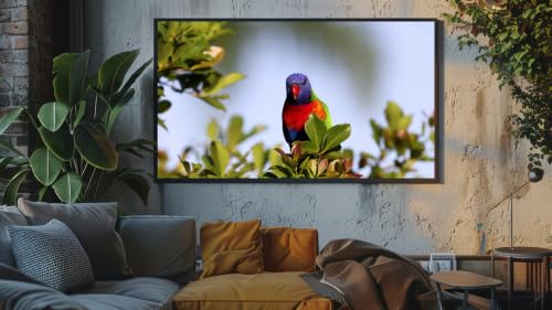 Chants d'oiseaux relaxants - Chœur matinal et harmonies forestières – vue 9