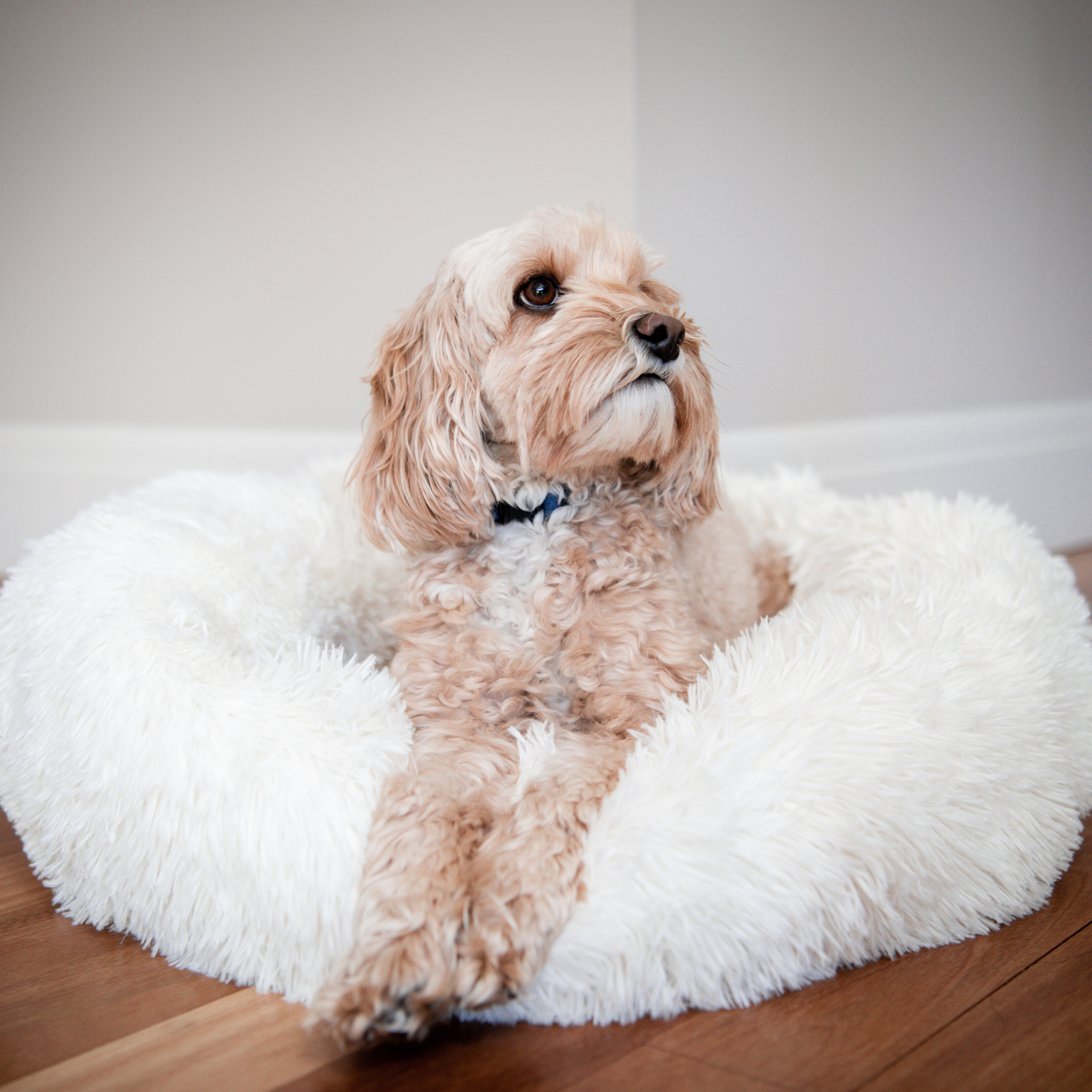 absolut soothing bed amazon