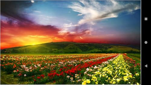 995 Flowers Wallpapers