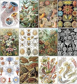 Ernst Haeckel Postcards (12-Pack) - Stocking Stuffers Premium Quality Gift Ideas for Children, Teens, & Adults - Corporate Giveaways & Party Favors