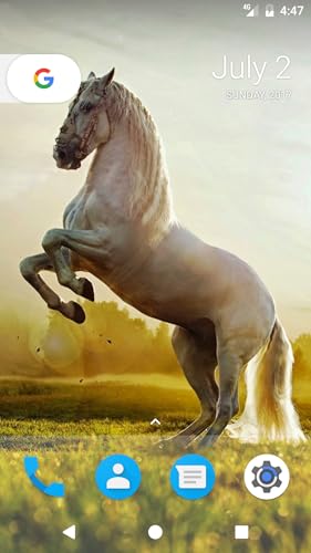 Horse HD Wallpapers