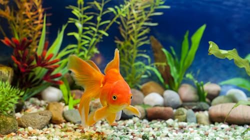 Amazing Fish Aquariums In 4K