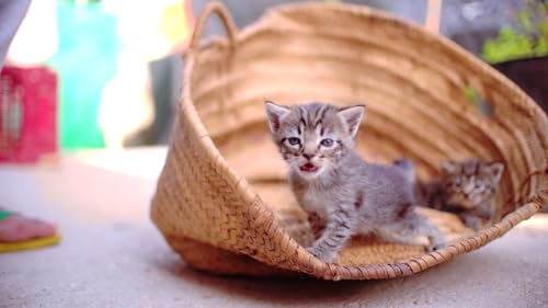 Cute Kittens & Cats - Adorable Feline Moments Screensaver