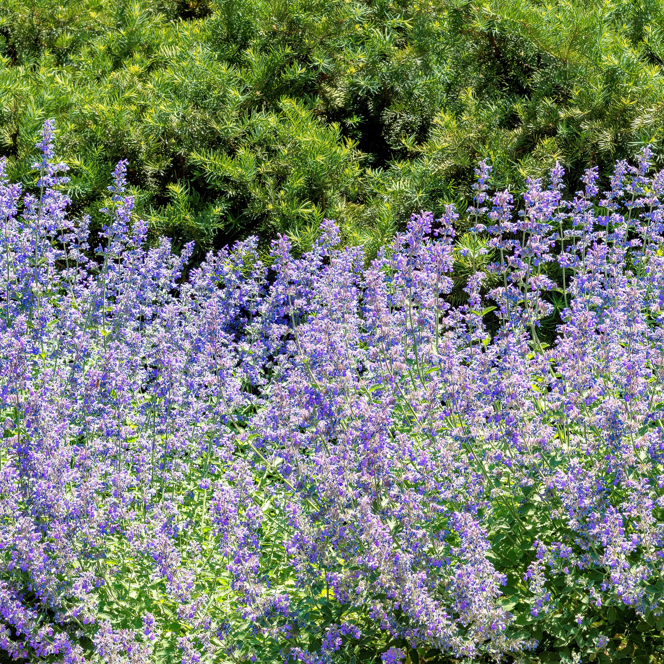 Bloomique - Set di 3 - Nepeta × faassenii - Pianta Ornamentale gatta - Fiori blu - Resistente al freddo - Altezza 10-20 cm - Vaso 9x9 cm