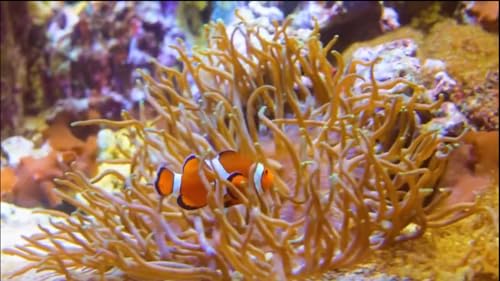 Aquarium screensaver 4k