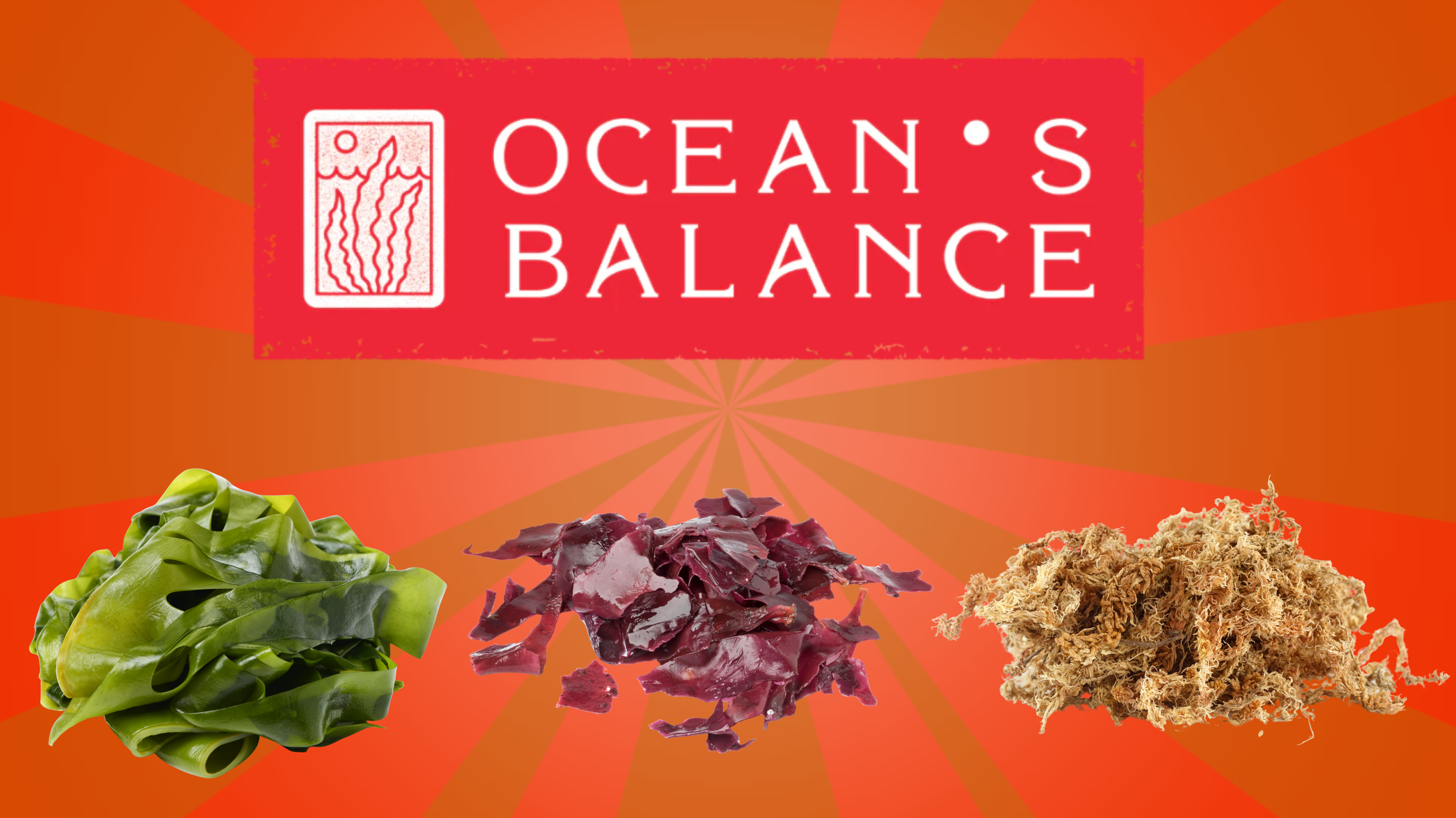 Amazon.com: Ocean's Balance: Organic Wild Atlantic Nori Seaweed