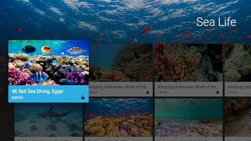Calm Sea Life - Vídeos de Aquário e Relaxamento Subaquático