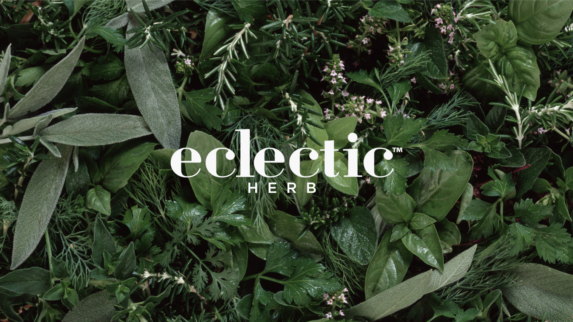 Amazon.com: Eclectic Herb - Celandine Extract | Liver