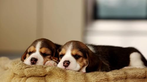 Puppy Sleep Music – Soothing Dog Lullabies for Calm & Relaxation Screensaver
