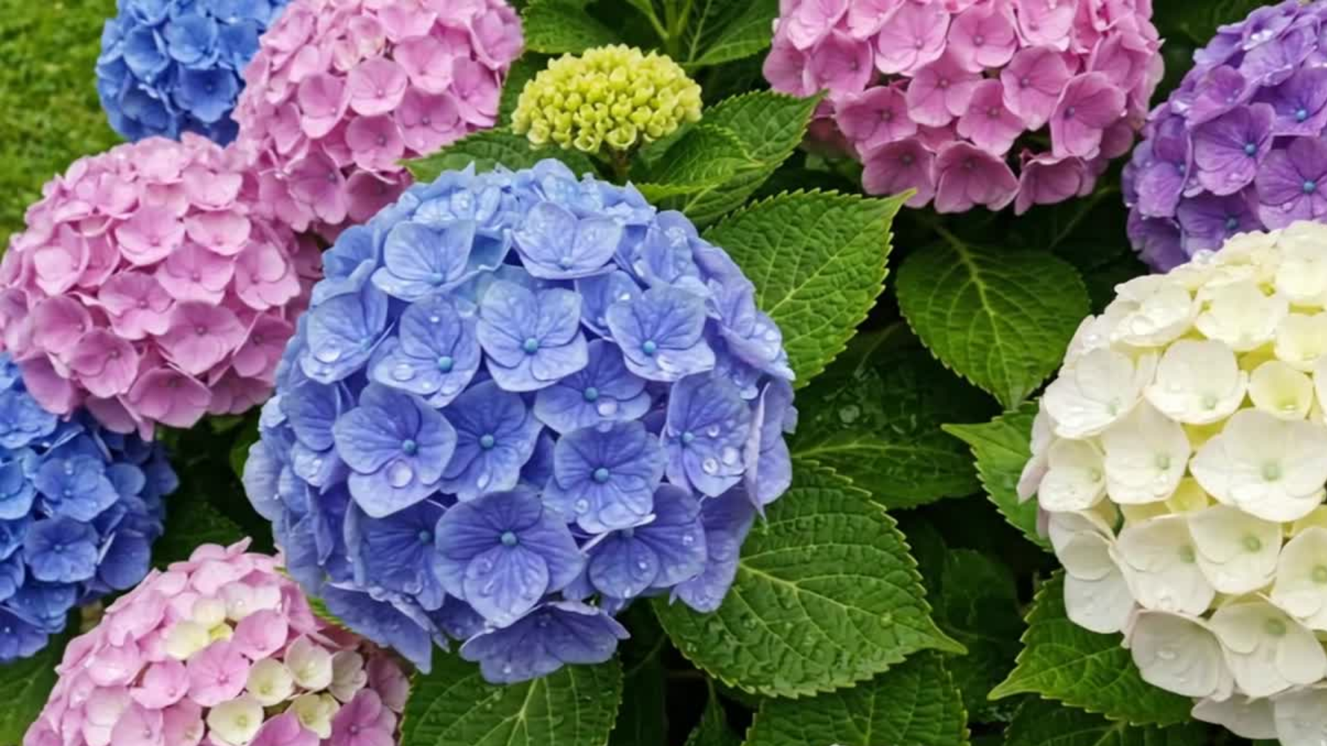 Amazon.com : Hydrangea Flower Seeds, Mixed Color (30+ Seeds