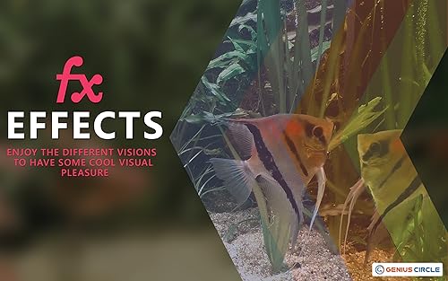 free couple fish aquarium HD - aproveite o romance de peixes em sua TV HDR 4K, TV 8K e dispositivos