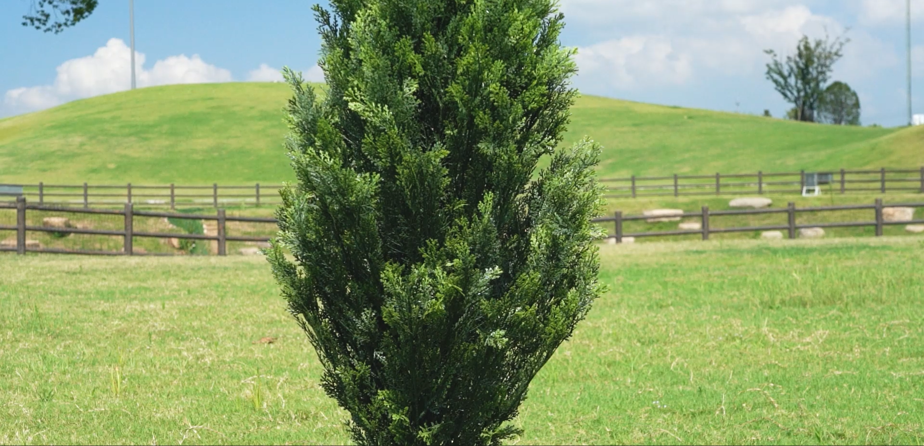 Amazon.com: AOKIIE Two 4FT Artificial Topiary Cedar Trees Tall