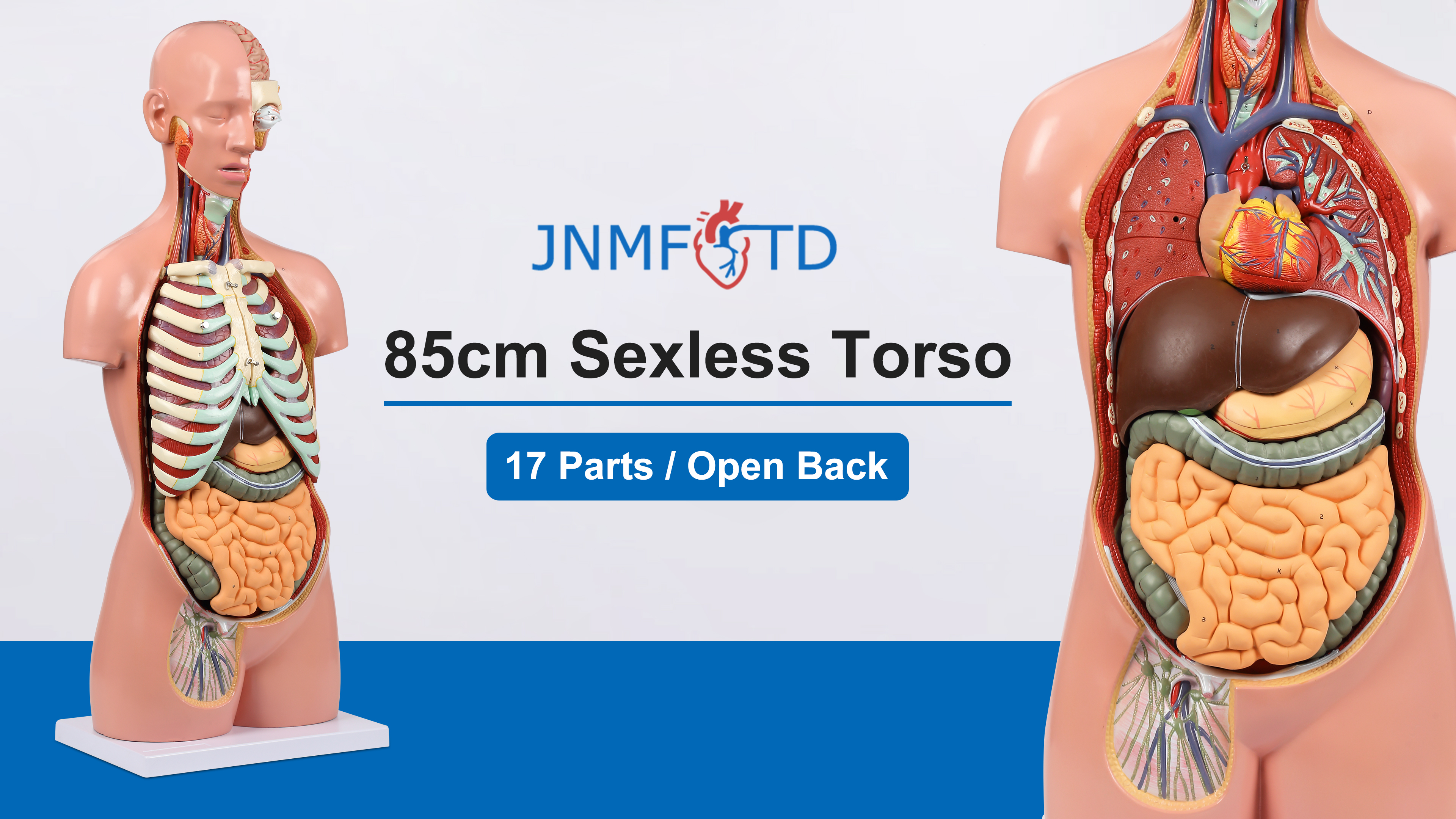 【人体模型】KIKKERLAND HUMAN TORSO Kikkerland Human Torso Anatomical 3-D Puzzle Model 32 Pieces