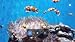 Aquarium Serenity – Relaxing Underwater Fish Tank with Colorful Ocean Views for Sleep & TV Screensaver