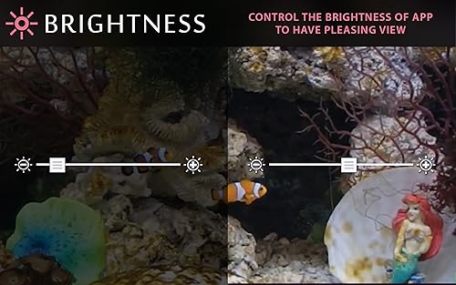 free clown fish aquarium HD - decore seu quarto com um lindo aquário em sua TV HDR 4K, TV 8K e dispo