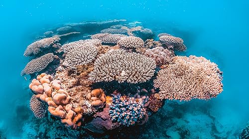 Calm Sea Life - Vídeos de Aquário e Relaxamento Subaquático