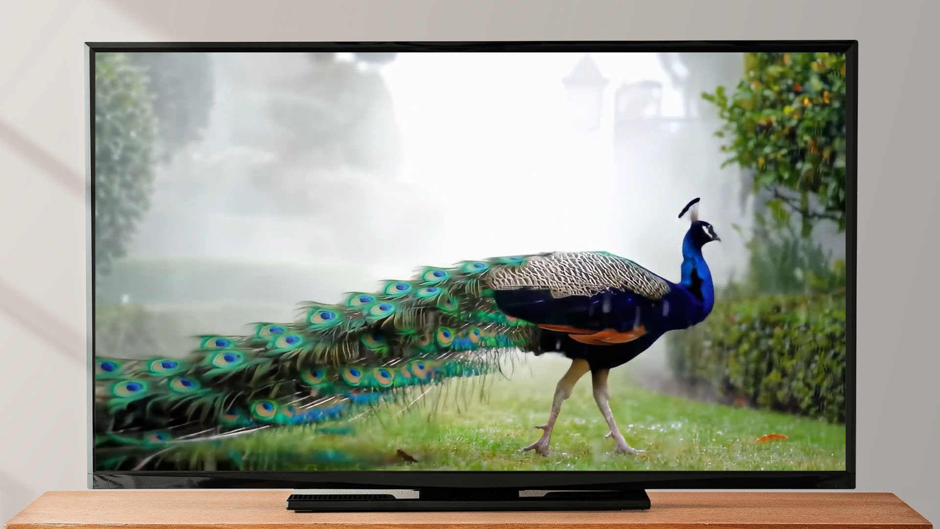Peacock Bird Screensaver - Bird Songs & Nature Sounds - Aplicativo na ...