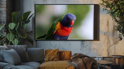 Chants d'oiseaux relaxants - Chœur matinal et harmonies forestières – vue 5