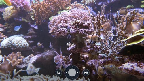 Amazing Fish Aquariums In 4K