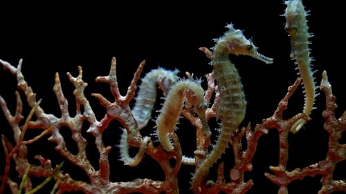 Stunning Aquarium Seahorses Relax Music, Beautiful Aquarium Coral Reef Fish, Relaxing Ocean Seahorse