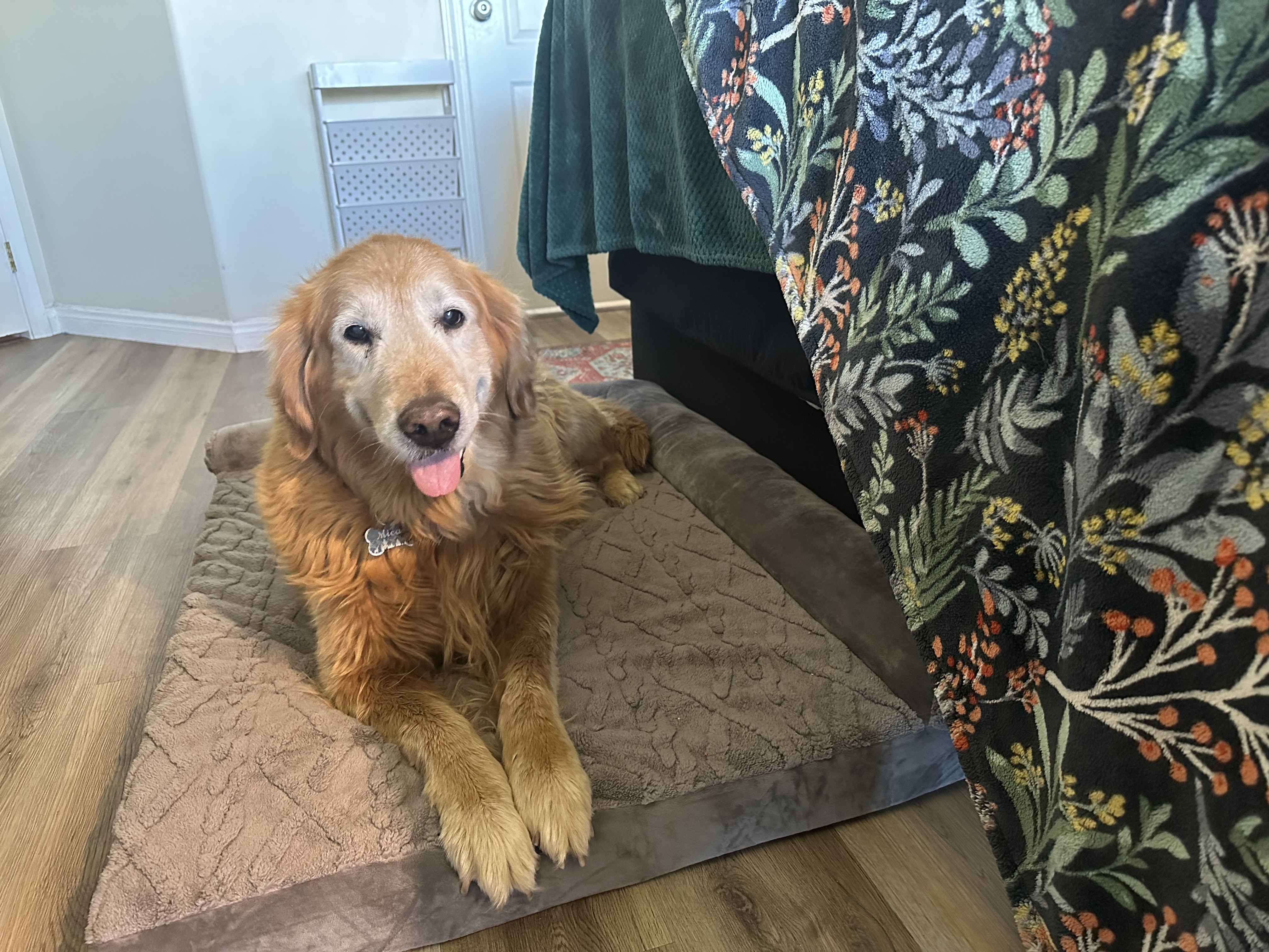 Wetch Dog Watch Orthopedic dog bed review on Amazon Live