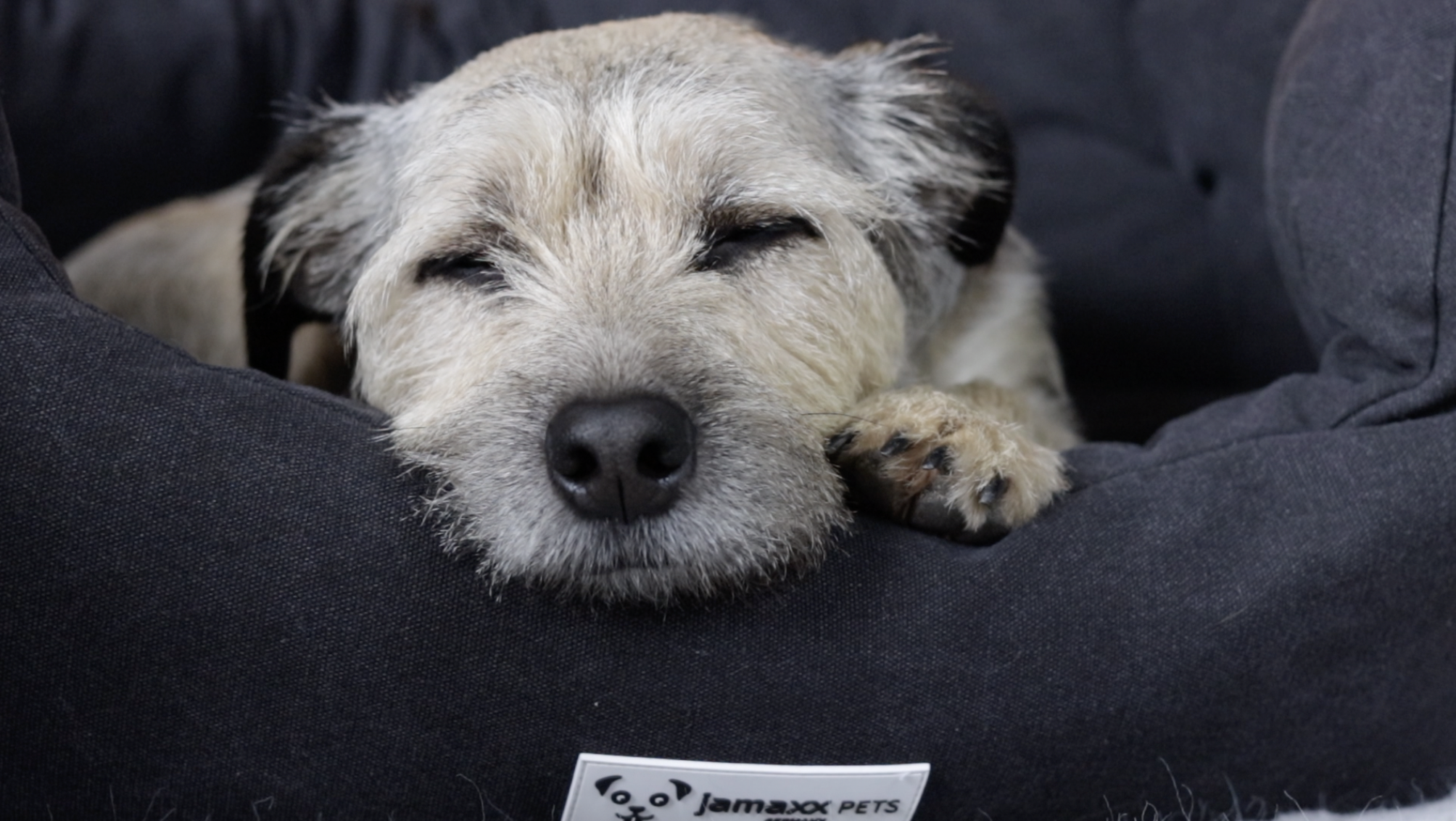Ovales Hundebett Mit Hohen Seiten – Waschbar, Vintage Optik, Größe S
