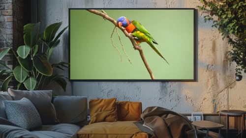 Chants d'oiseaux relaxants - Chœur matinal et harmonies forestières – vue 7