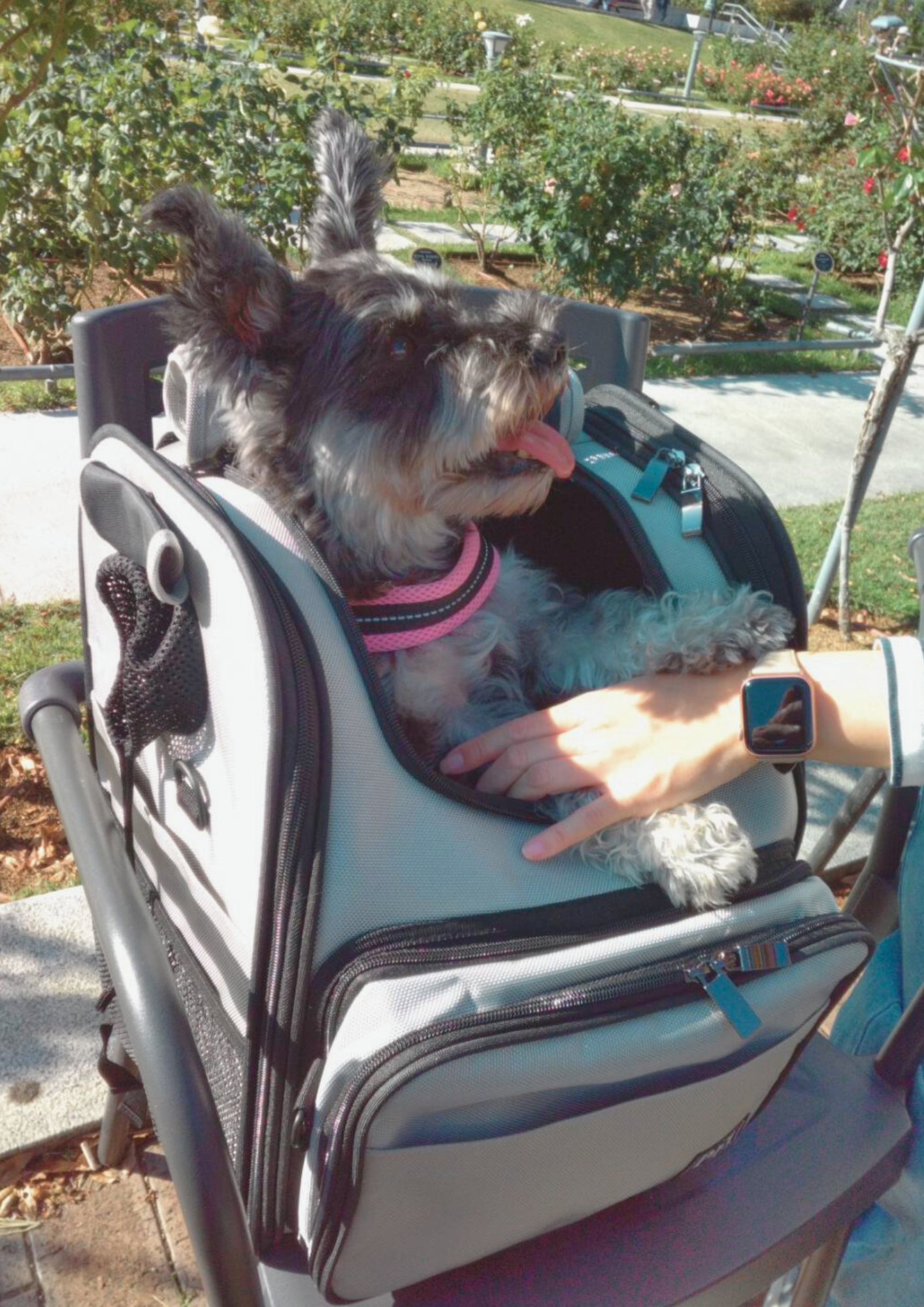 Amazon.co.jp: PFI(ピーファイ) ペットキャリー コンパクトタイプ