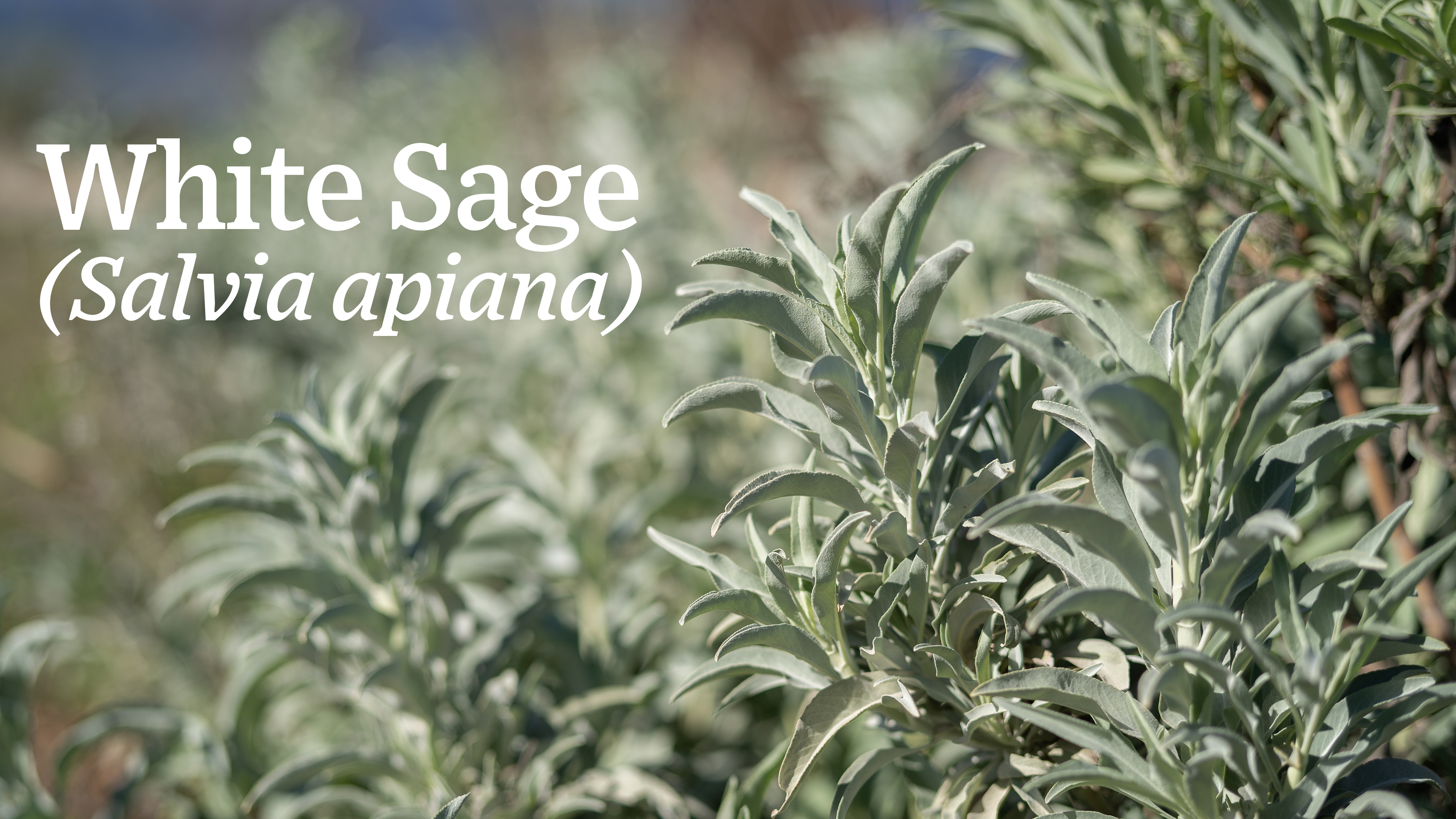 Amazon.com : Plant Good Seed Organic White Sage Seeds for Planting:  California Native Plant, Silvery Leaves - 100 Seed Packet : Patio, Lawn &  Garden