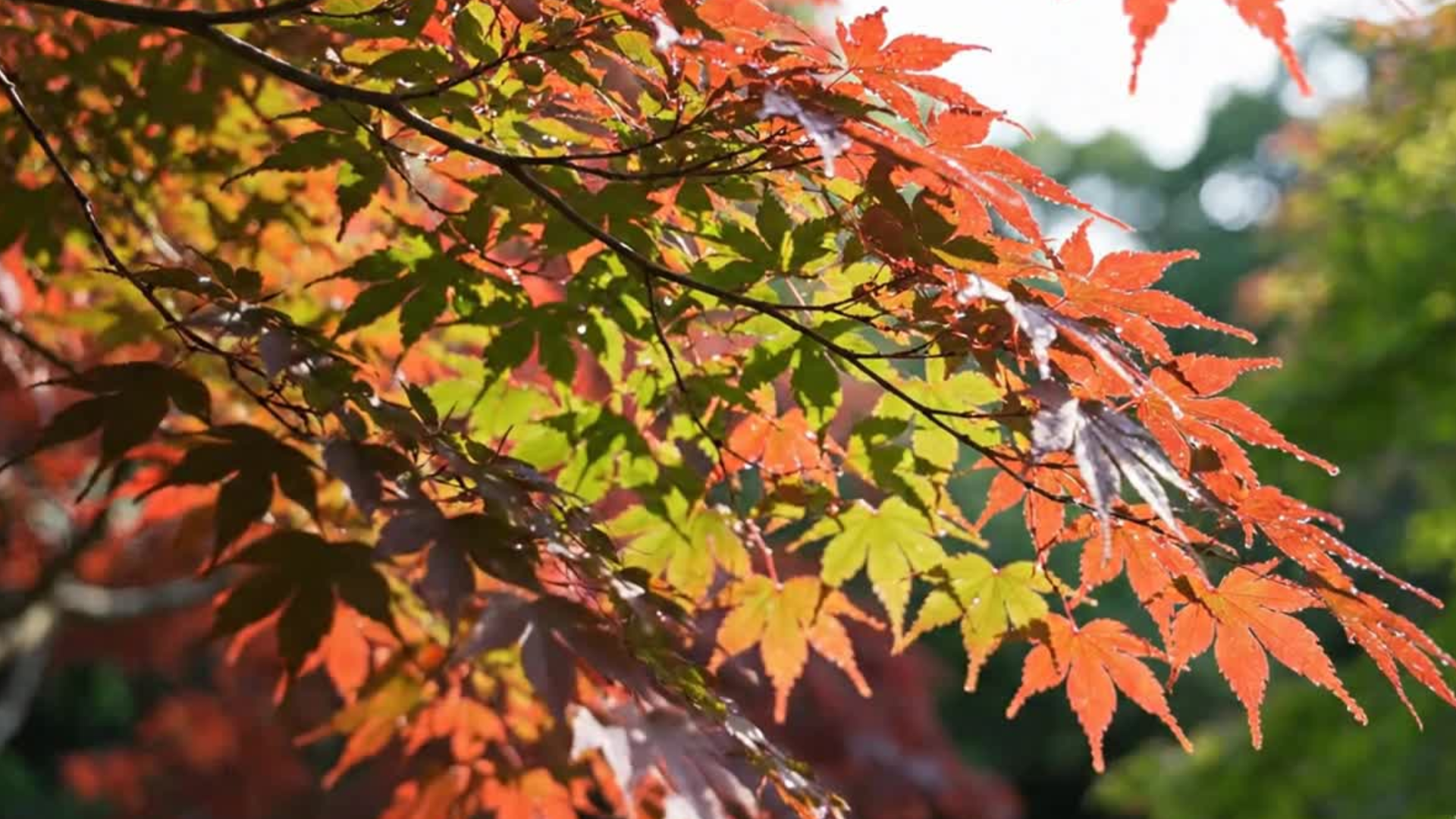 Amazon.com : Bonsai Tree Seeds, Japanese Red Maple | 20+ Seeds