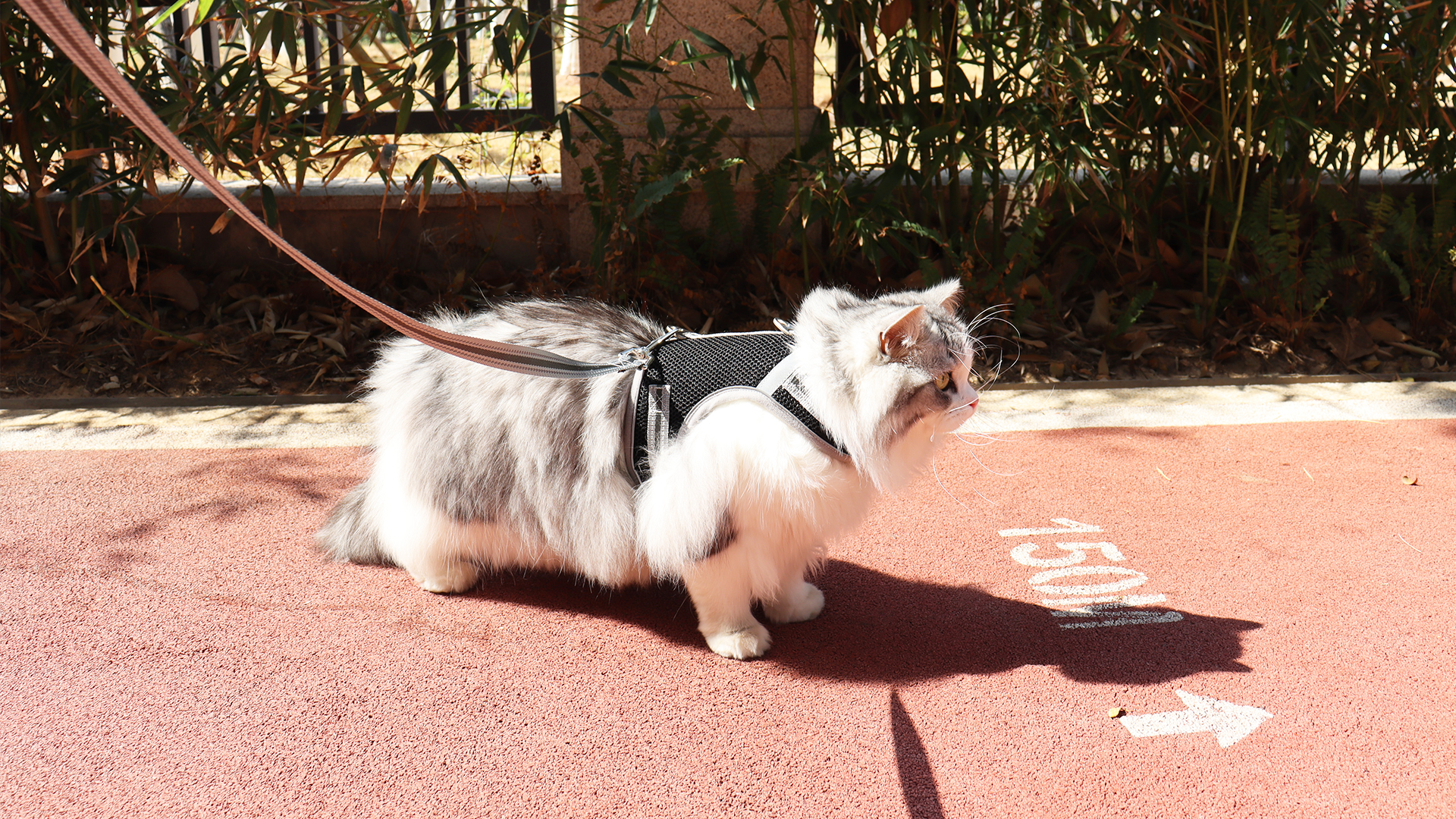 pangdi Cat Harness and Leash Escape Proof Large Maine Coon Cat Leash and Harness Set Small Kitten Harness Travel Kitty… - Image 7