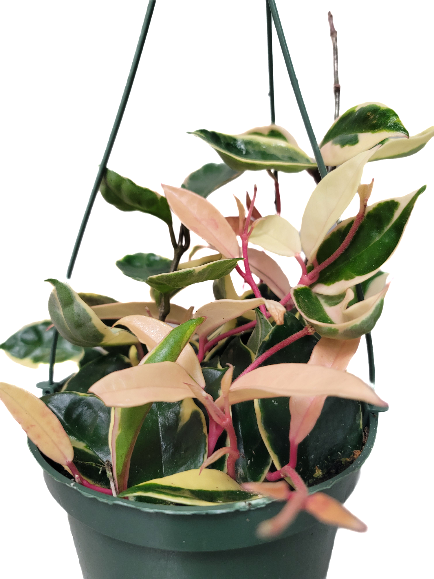 ホヤ hoya caronsa Krimson Queen Zins Flower Shop