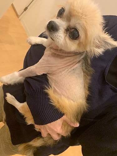 改訂版 愛犬が「僧帽弁閉鎖不全症」と診断されたら読む本 | 上地 正実