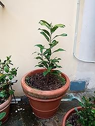 Magnolia Soulangeana In Vaso &oslash;10 Cm - Pianta Da Giardino Con Fiori Rosa E Bianchi