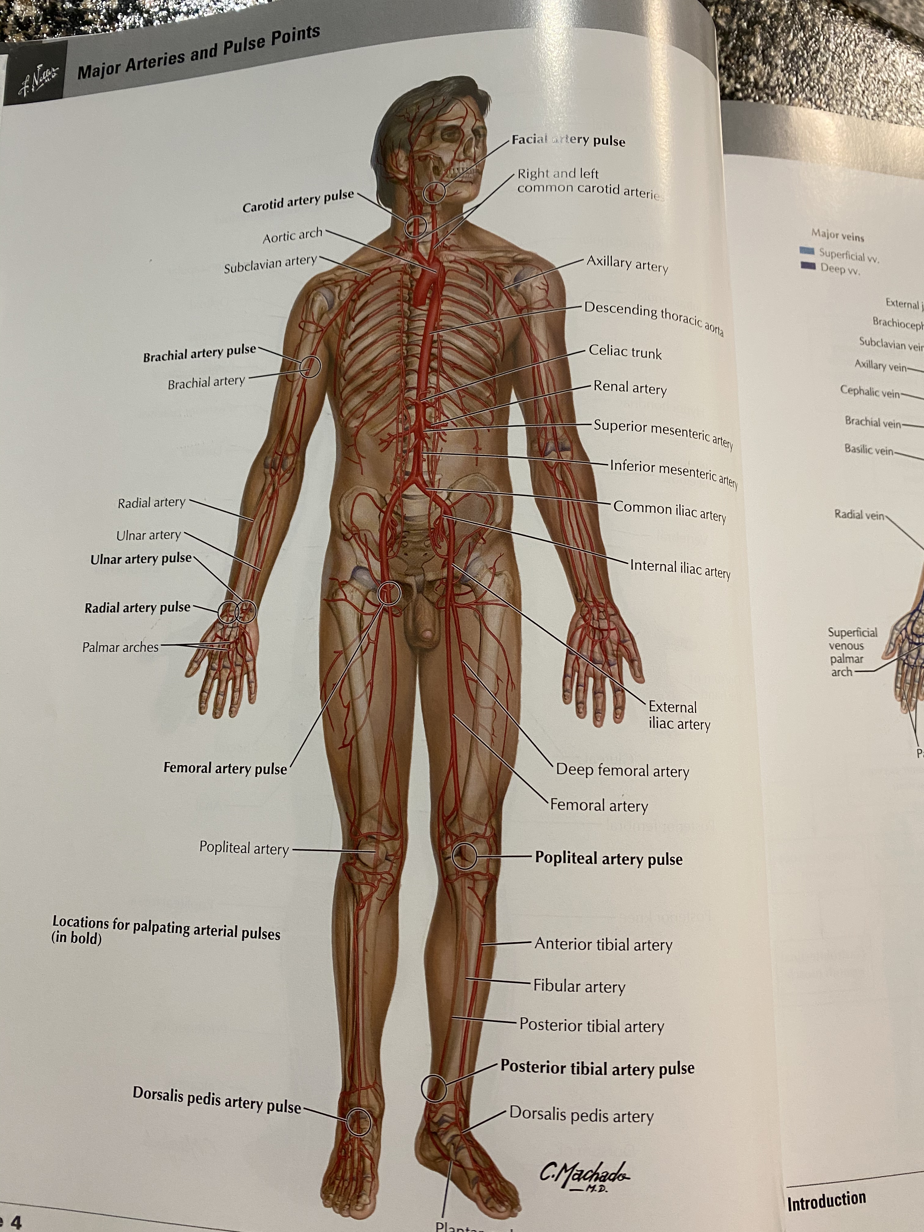 Apical pusle not mentioned